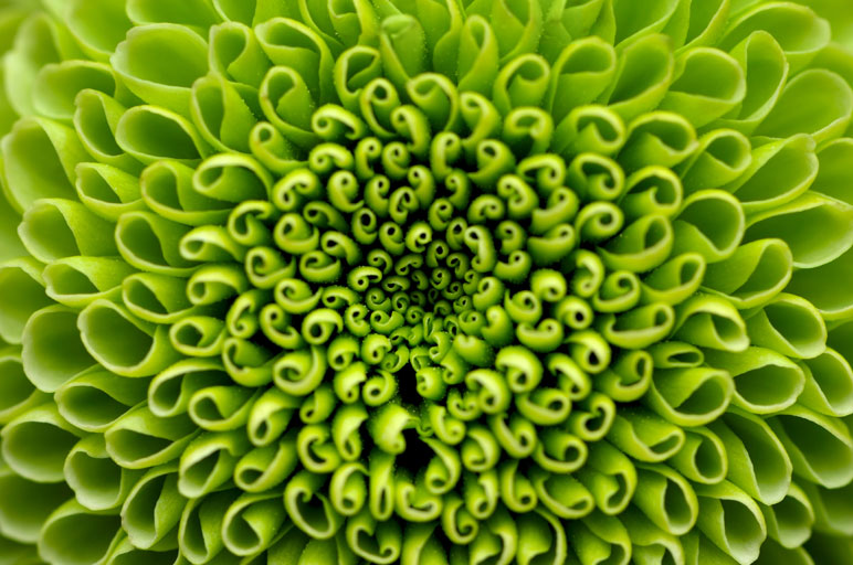 Bradhams-flowers-portfolio-1